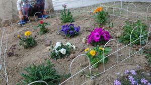 子供と一緒に花を植える